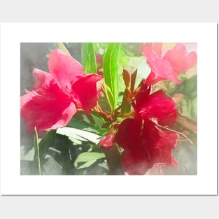 Pink Oleander Posters and Art